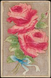 Pink roses with blue ribbon on velvet background.