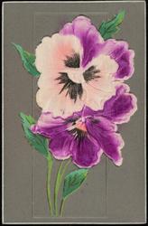 Pink and purple pansies on dark grey background.