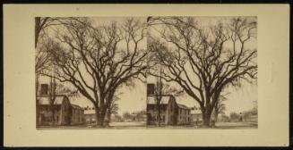 The Old Elm, Boston Common