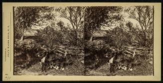 Partridge Shooting