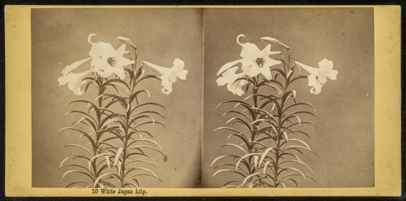 White Lily, Japan