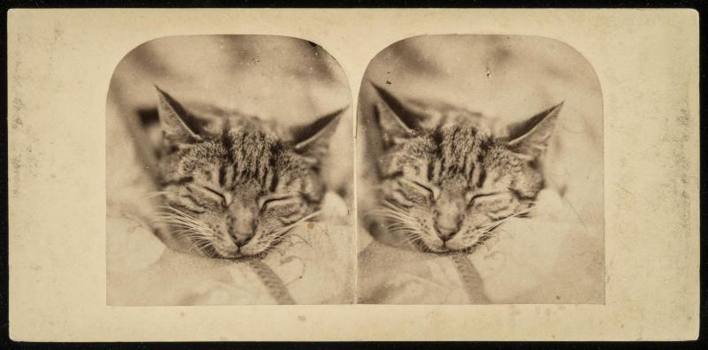 Sleeping Kitten
