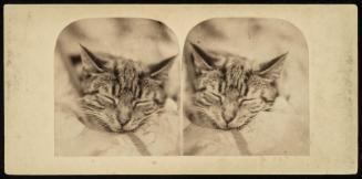 Sleeping Kitten