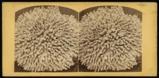 Coral Specimen