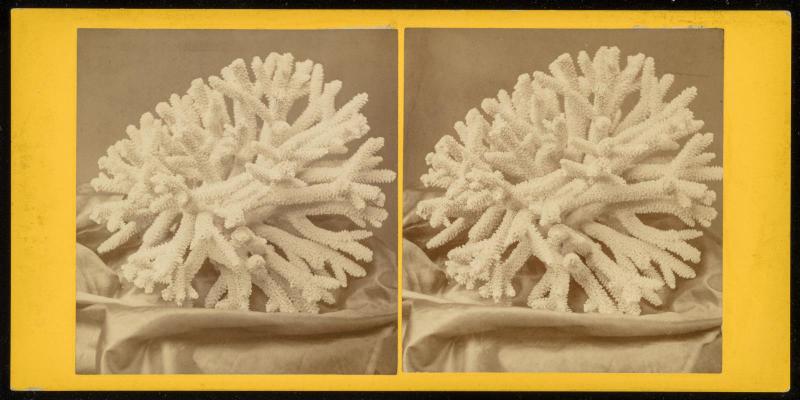 Coral Specimen