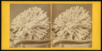 Coral Specimen