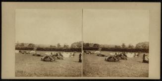 Cattle in Lutton Coldfied Park