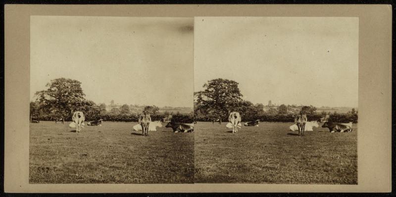 Cattle in Lutton Coldfield Park