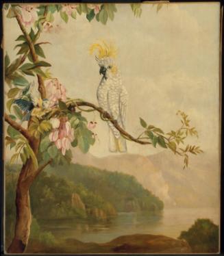 The Cockatoo