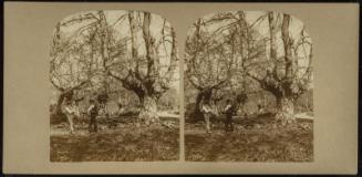 Burnham Beeches, (The Finest Specimens in the World)