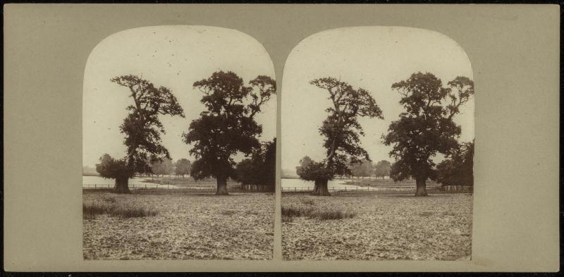 Ancient Trees in Richmond Park