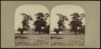 Ancient Trees in Richmond Park
