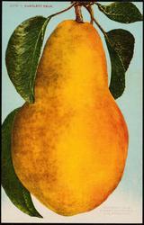 2608 ~ BARTLETT PEAR.