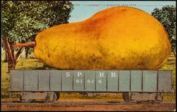 2193 -- A CARLOAD -- A MAMMOTH PEAR FROM _____________________