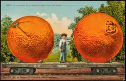 1883 -- A CARLOAD OF MAMMOTH NAVEL ORANGES FROM ______________