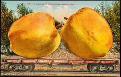 2186 -- A CARLOAD OF BELLFLOWER APPLES FROM ________________