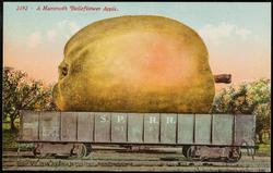2192 -- A Mammoth Belleflower Apple.