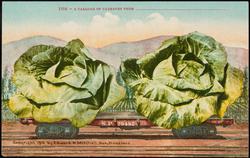 2188 -- A CARLOAD OF CABBAGES FROM _________________