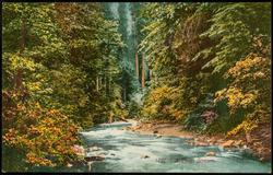 1137 A Trout Stream.