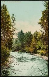 1137 -- TYPICAL TROUT STREAM.