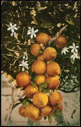 87 -- CALIFORNIA ORANGES AND ORANGE BLOSSOMS.