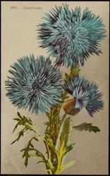 3095 - Cornflower.
