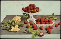 931 -- MIDWINTER STRAWBERRIES AND ROSES IN CALIFORNIA.