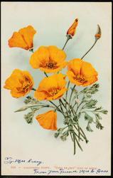 104 -- CALIFORNIA POPPY. "COPA DE ORO" (CUP OF GOLD_.
