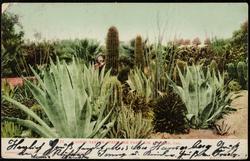 21 - CACTUS GARDEN, WESTLAKE PARK, LOS ANGELES, CAL.