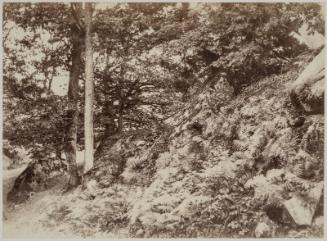 Forest Scene, Fontainebleau