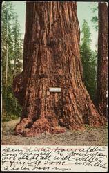 900 -- "JUMBO", CALIFORNIA BIG TREES.