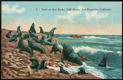 2 -- Seals on Seal Rocks, Cliff House, San Francisco, California.