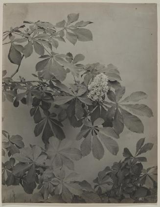 Horse Chestnut Tree