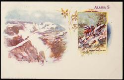 ALASKA 5. 
MUIR GLACIER - PACKING OVER THE HILL