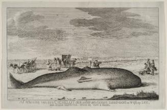 Sperm Whale Stranded on the Beach between Zandvoort and Wijk aan Zee