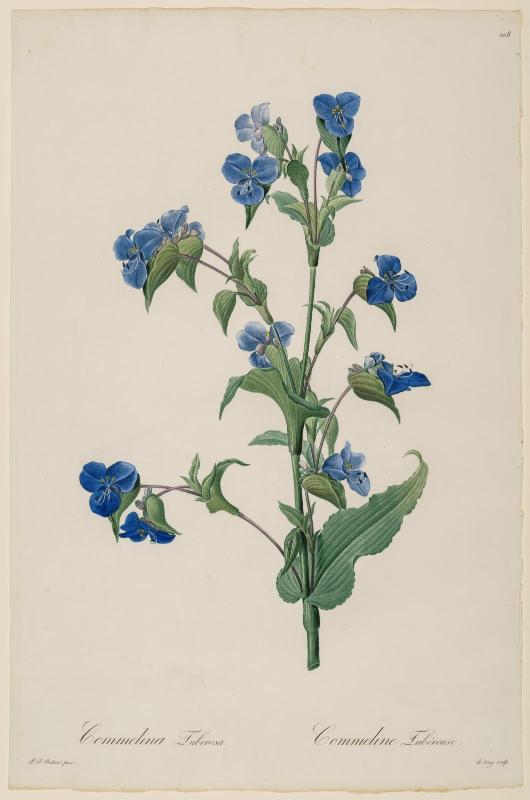 Commelina Tuberosa