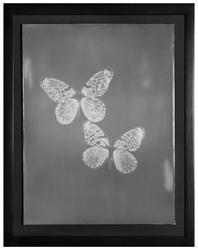 Untitled, from the series "My Ghost"