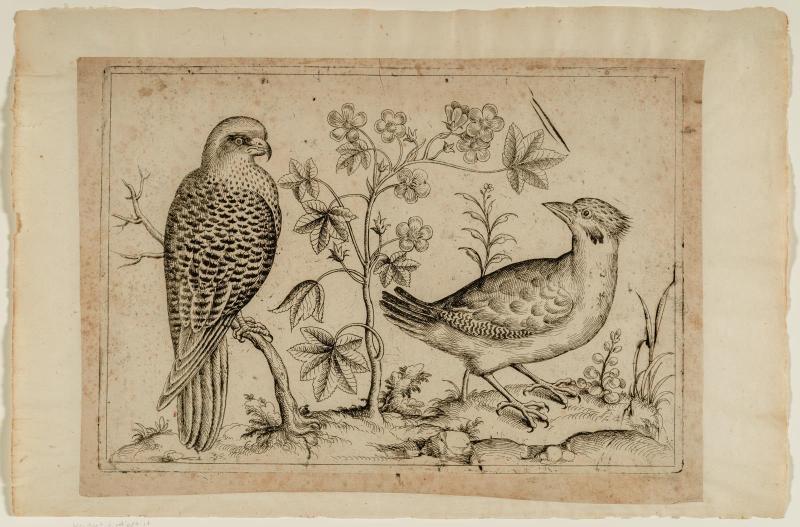 Hawk Staring at a Bird