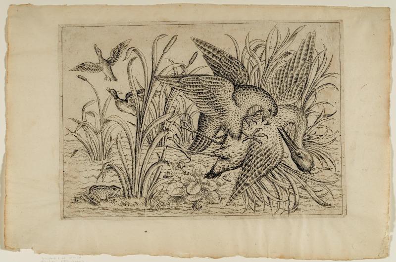 Hawk Attacking Waterfowl