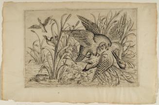 Hawk Attacking Waterfowl