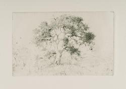 A California Oak Tree