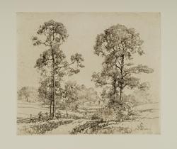 Monterey Pines