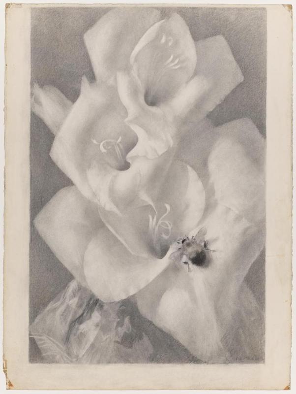 Bee on Gladiola