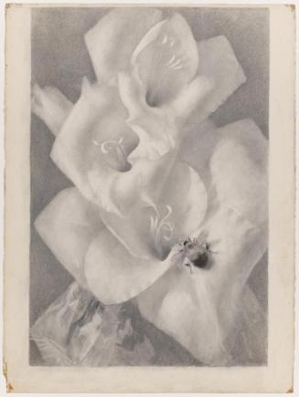 Bee on Gladiola