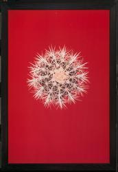 Cactus Blood
