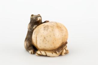 Badger with distended scrotum