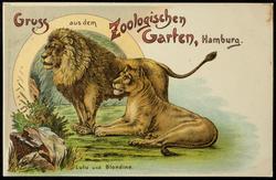 Gruss aus dem Zoologischen Garten, Hamburg. 
Lulu und Blondine.
