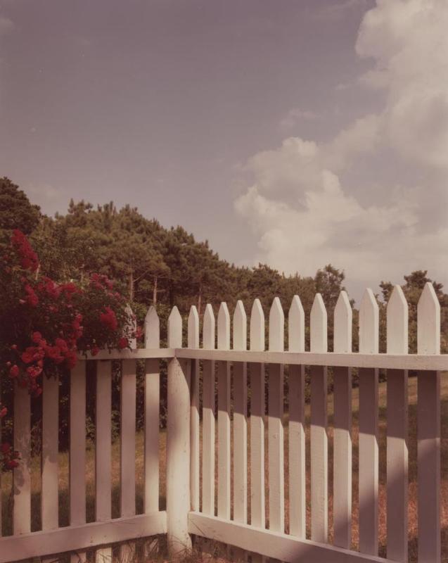 Fence, Roses, Truro