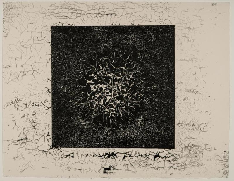Desert Flower