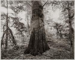 National Champion American Beech